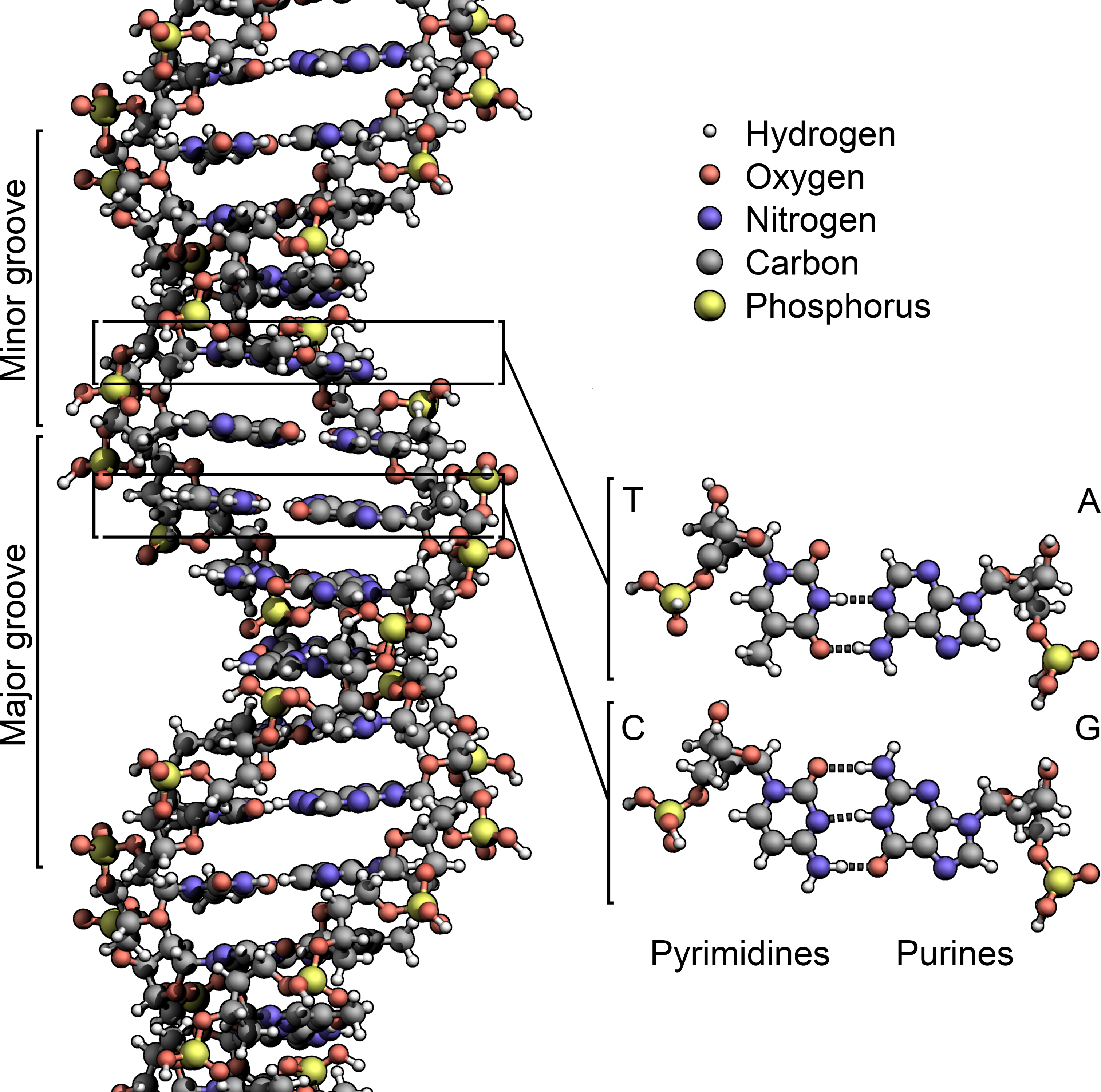 Labelled diagram: Structure of DNA