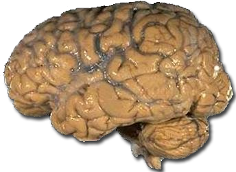 Labelled diagram: Structure of the Human Brain