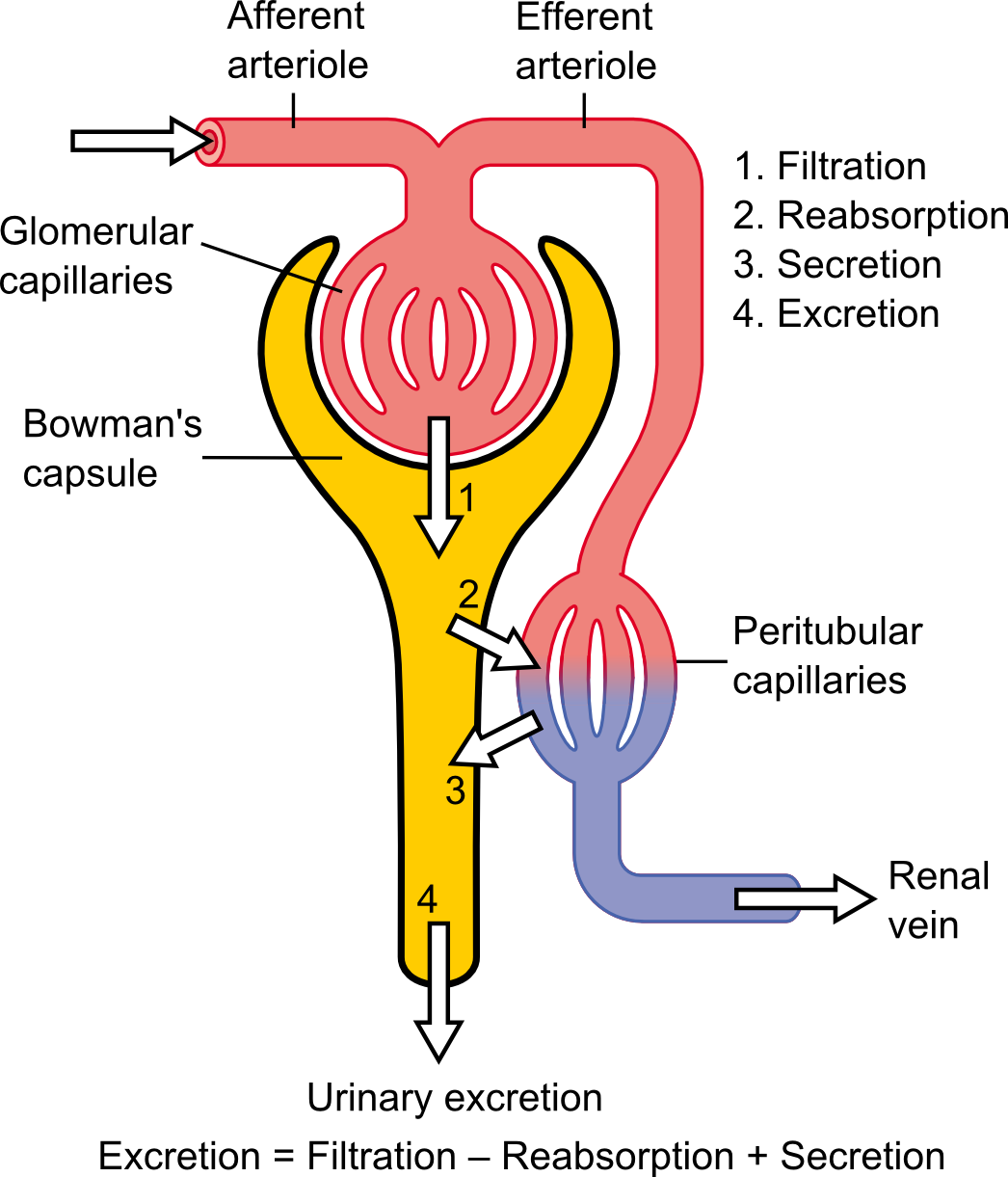 Structure of a Nephron