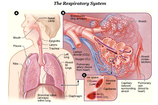 Labelled diagram: The Human Respiratory System